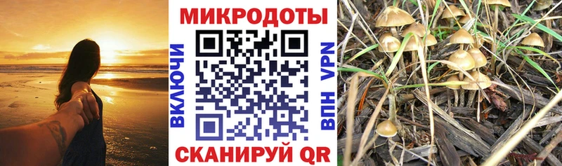 Купить закладки  Гатчина  Псилоцибиновые грибы MAGIC MUSHROOMS 